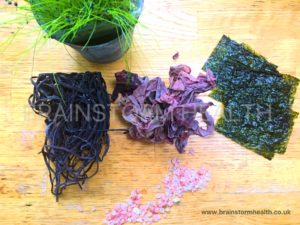 Seaweed Super food Gut Health