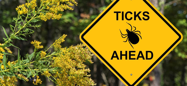 Ticks ahead