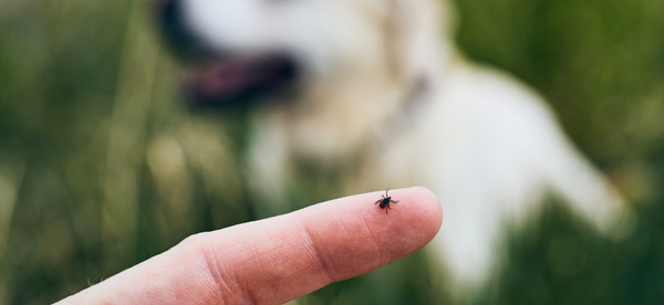 Tick on skin